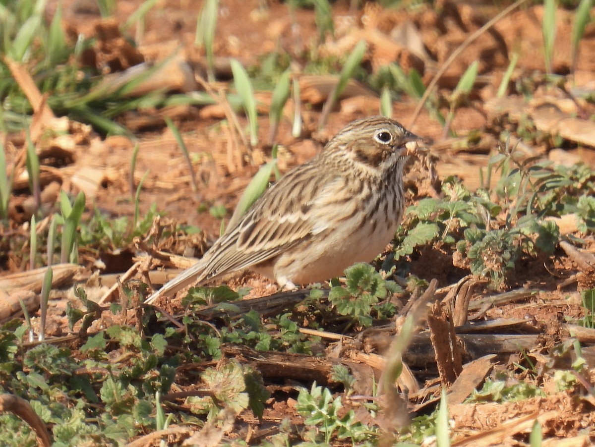 Vesper Sparrow - ML613054325