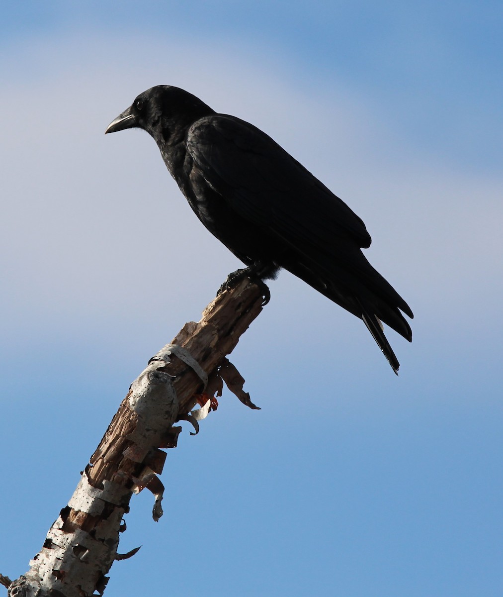 American Crow - ML613054364