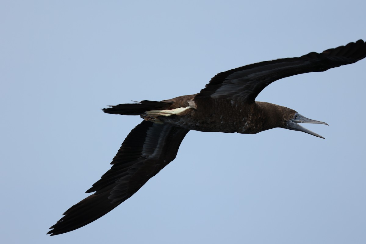 Brown/Cocos Booby - ML613054482