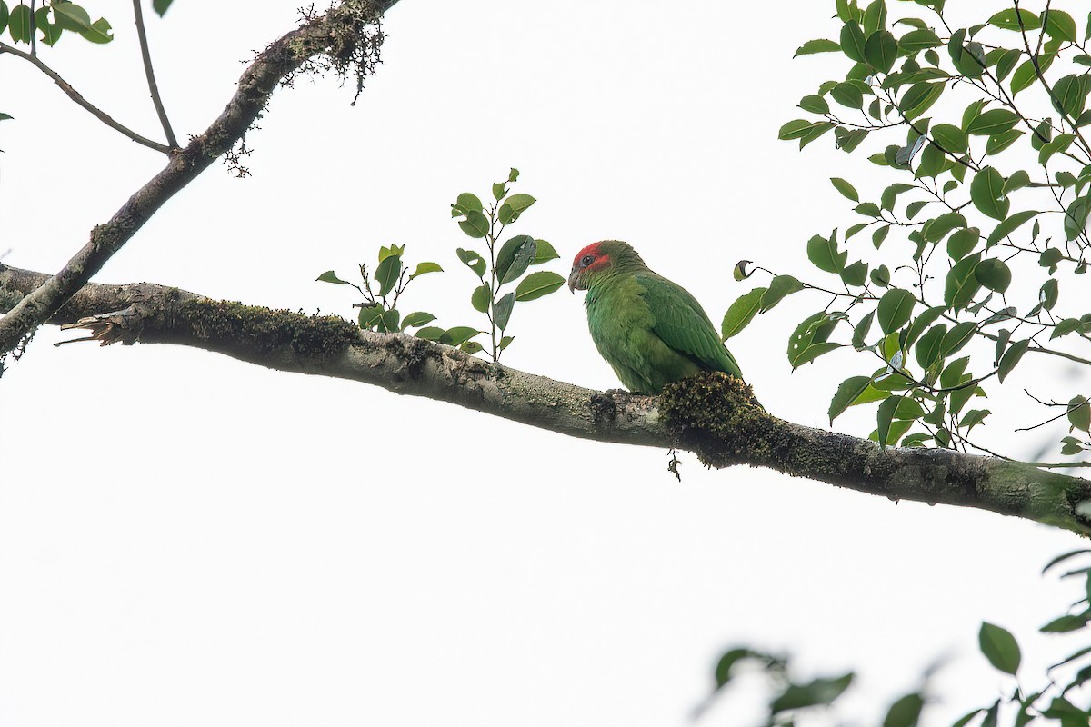 Pileated Parrot - Raphael Kurz -  Aves do Sul