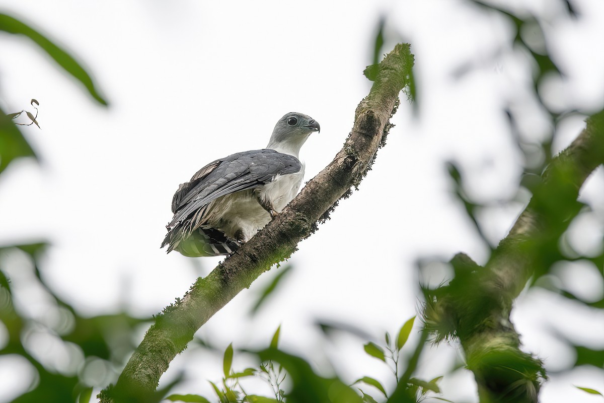 Gray-headed Kite - ML613054500