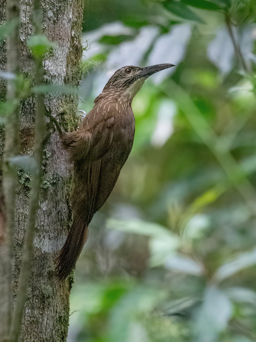 White-throated Woodcreeper - ML613054504