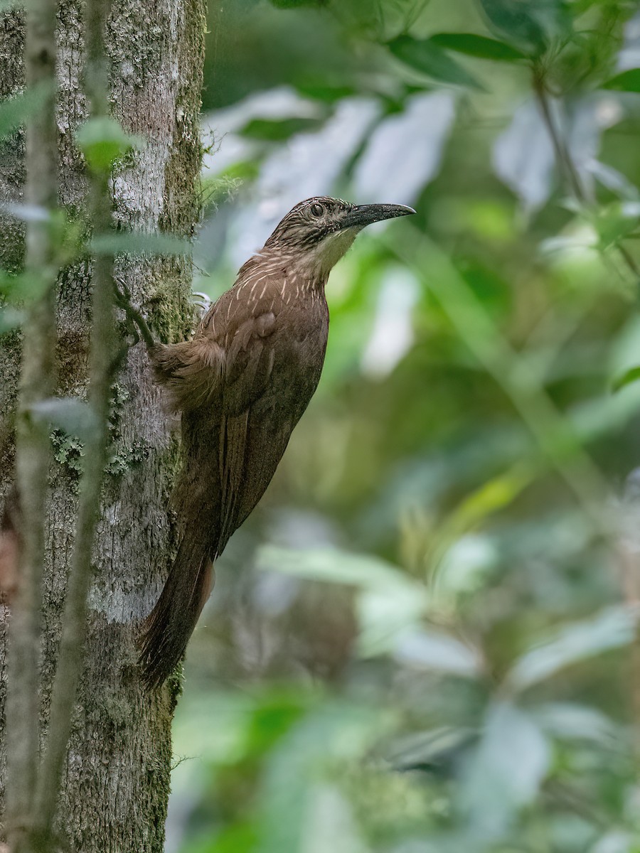 White-throated Woodcreeper - ML613054505