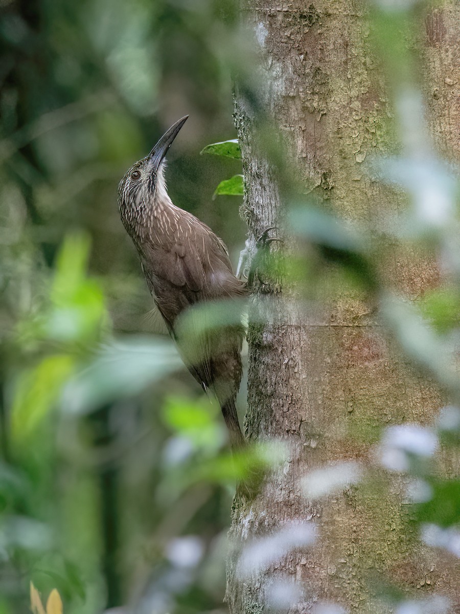 White-throated Woodcreeper - ML613054506