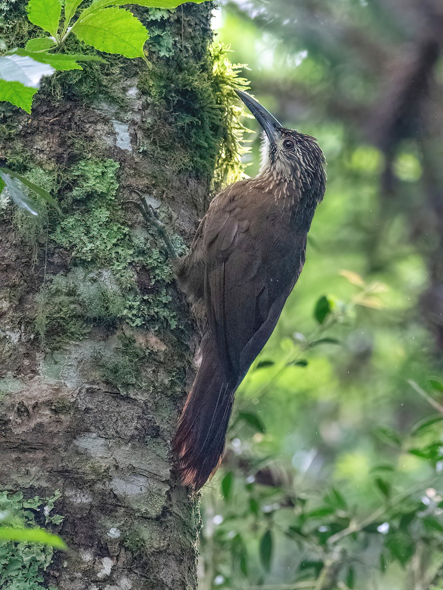 White-throated Woodcreeper - ML613054508