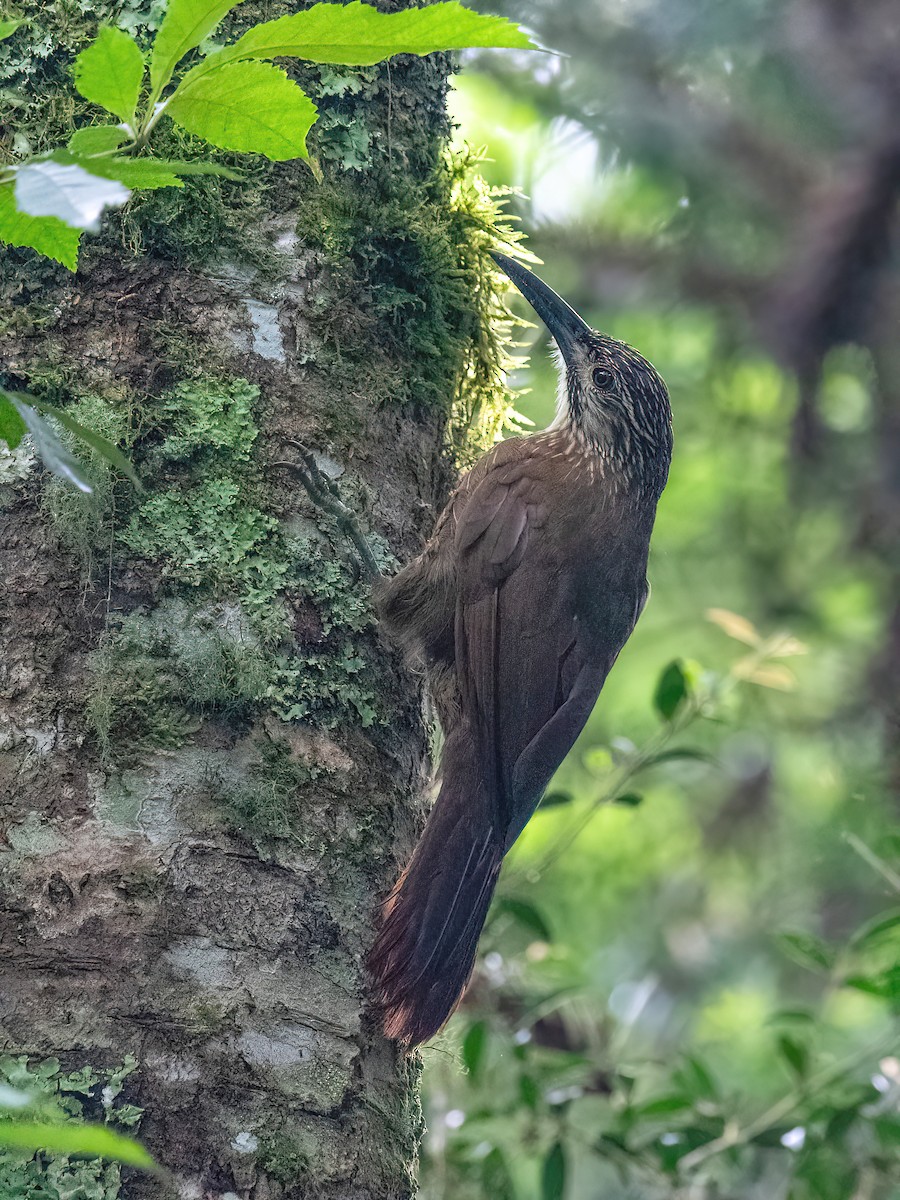 White-throated Woodcreeper - ML613054509