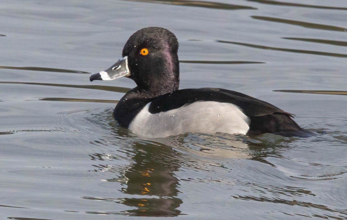 Ring-necked Duck - ML613054551