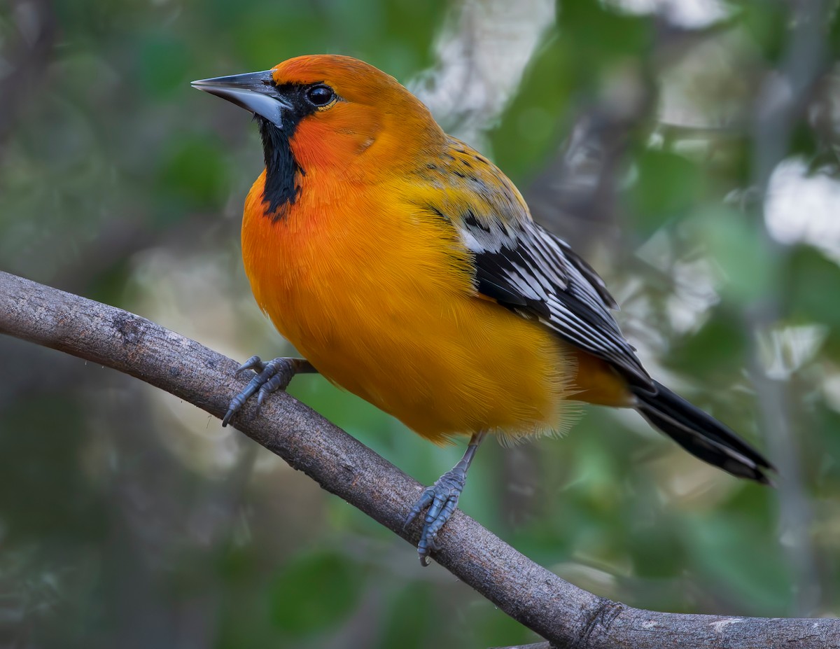 Oriole à dos rayé (groupe pustulatus) - ML613054634