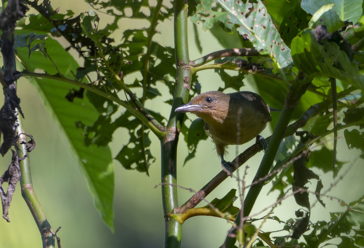 Spot-winged Antshrike - ML613054635