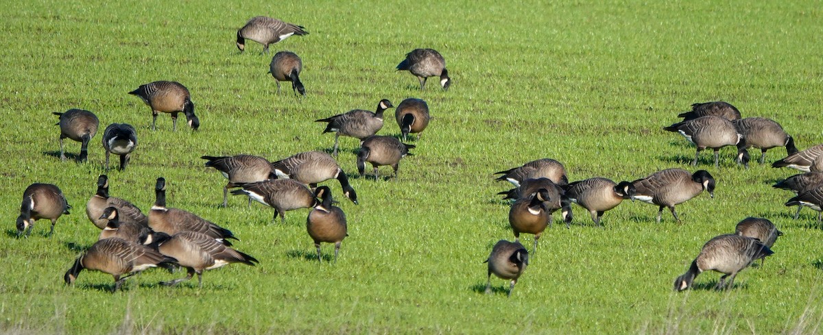 Cackling Goose - Susan Greef