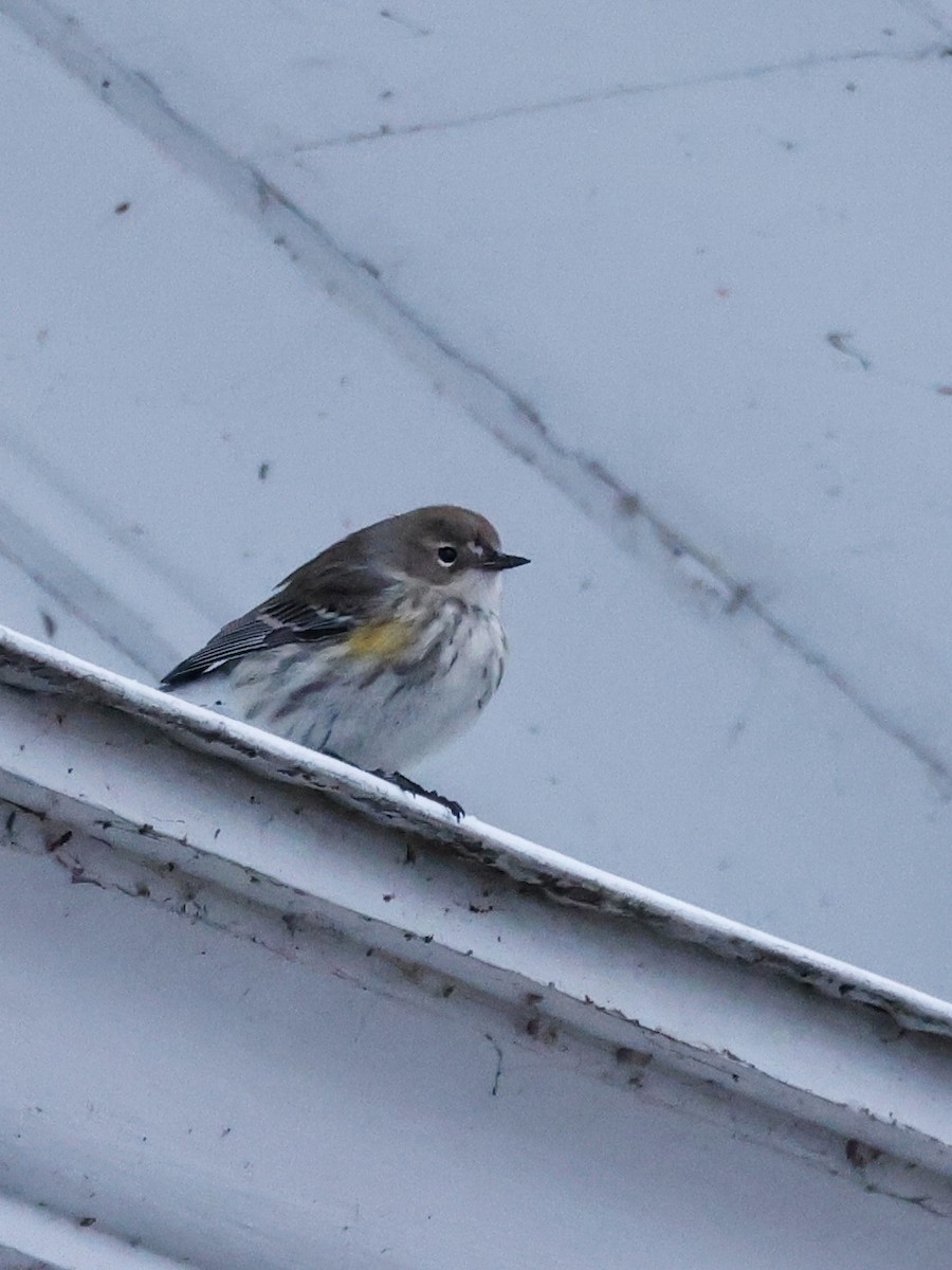 Yellow-rumped Warbler - ML613054730