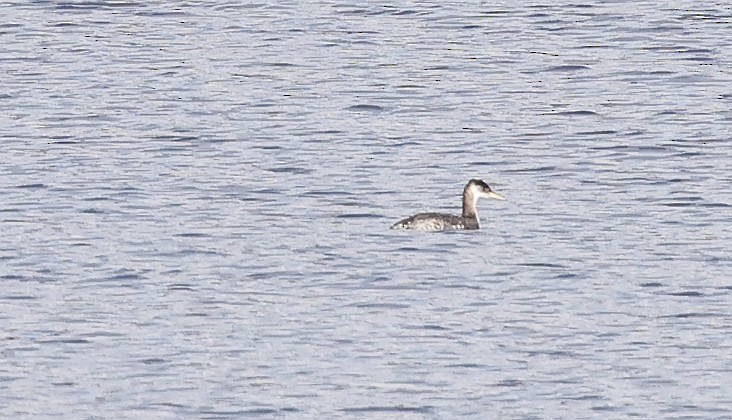 Red-necked Grebe - Charles Fitzpatrick