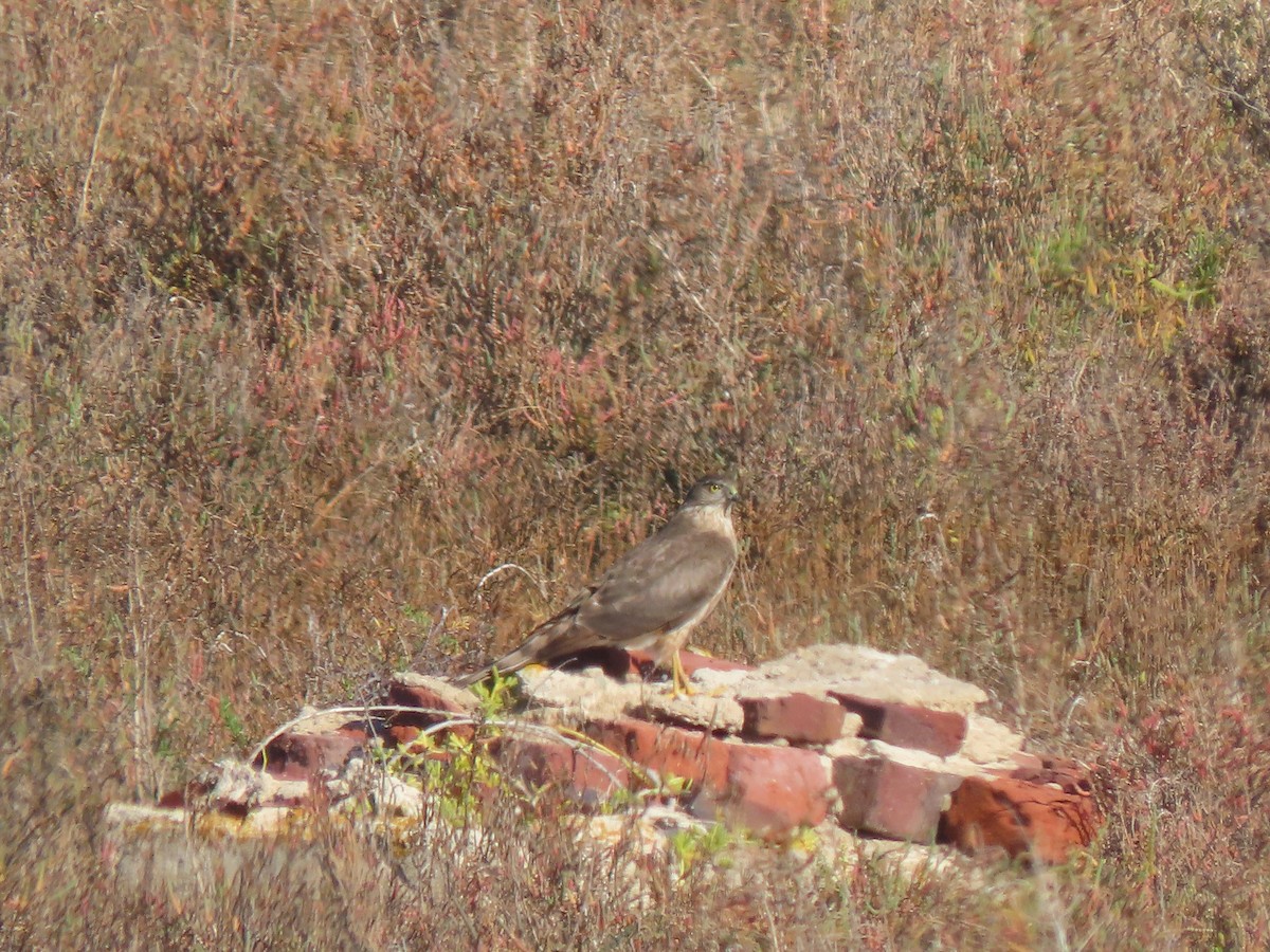 Sharp-shinned/Cooper's Hawk - ML613054903