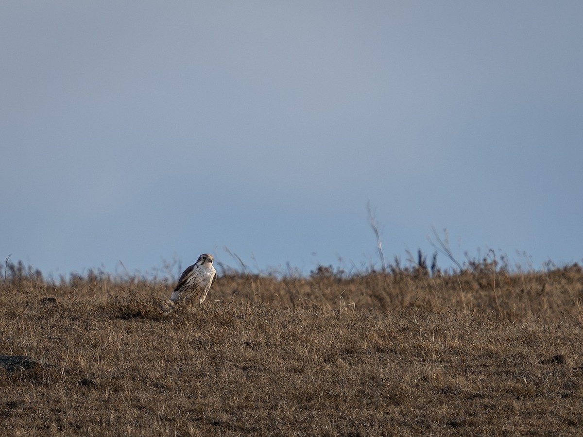 Prairie Falcon - Colin Koerselman