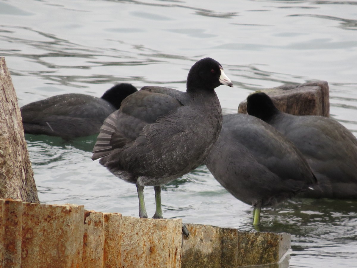 American Coot - Janice Farral