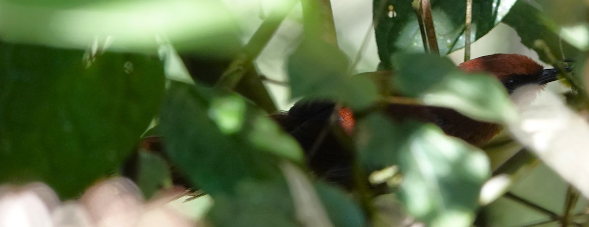 Rufous Spinetail - Brian Carlson