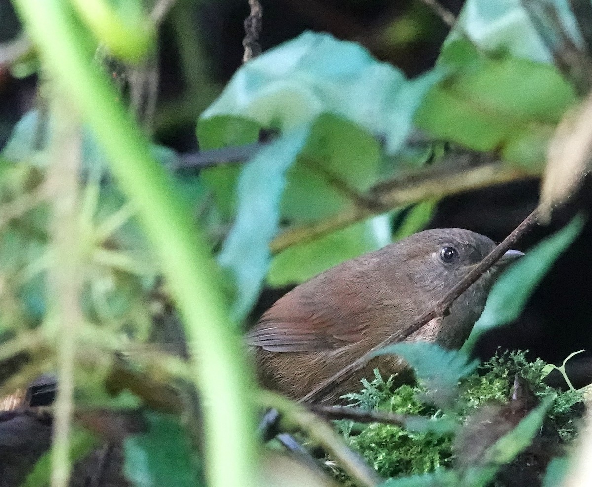 Rufous Spinetail - Brian Carlson