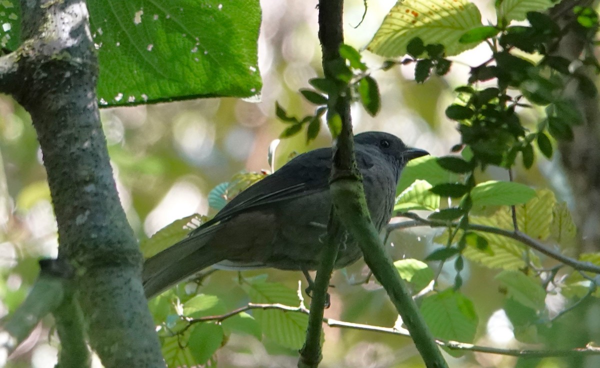 Dusky Piha - ML613055031