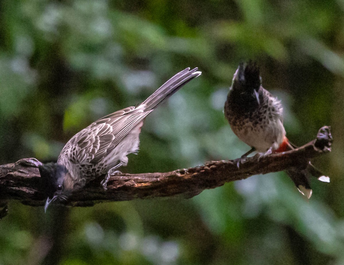 Red-vented Bulbul - ML613055071