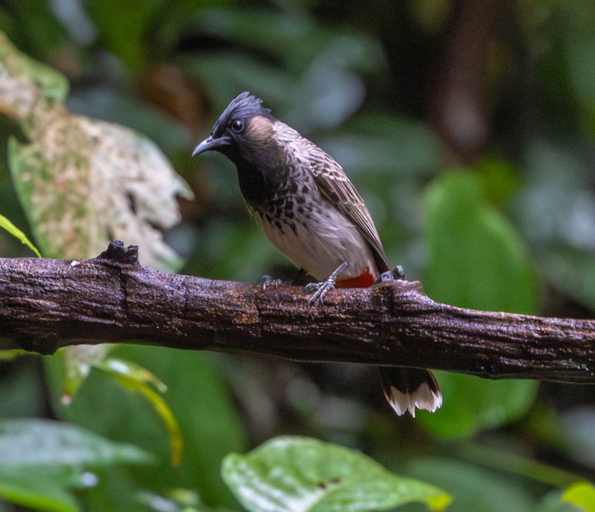 Red-vented Bulbul - ML613055075