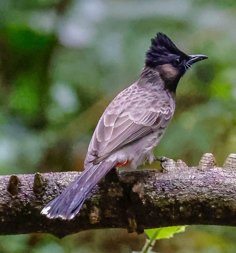 Red-vented Bulbul - ML613055125
