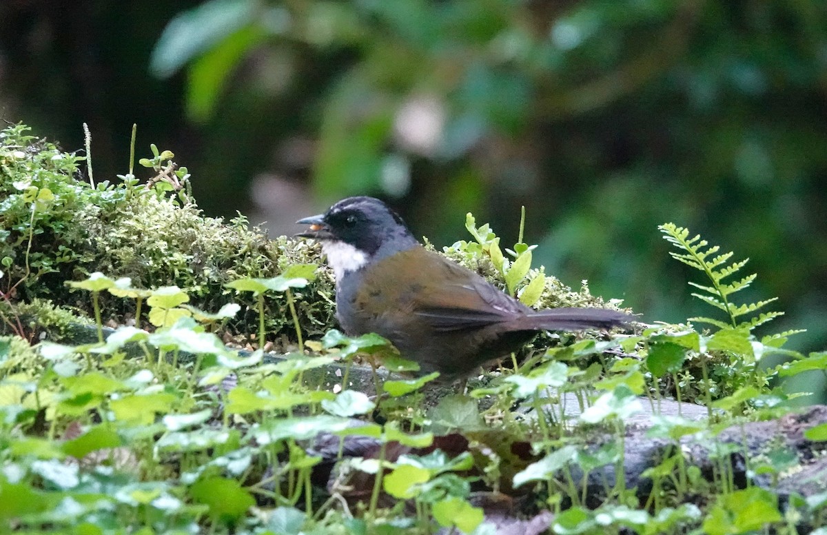 Gray-browed Brushfinch - ML613055138