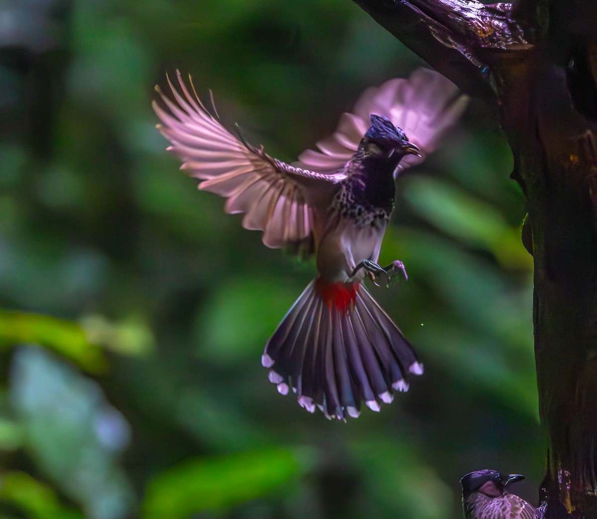 Red-vented Bulbul - ML613055140