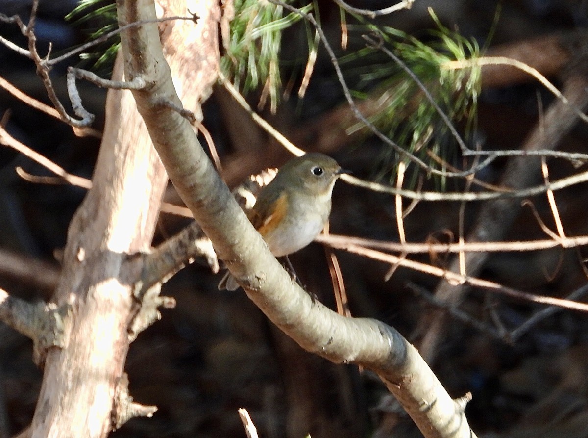 Robin à flancs roux - ML613055154