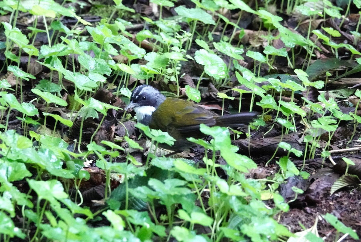 Gray-browed Brushfinch - ML613055163