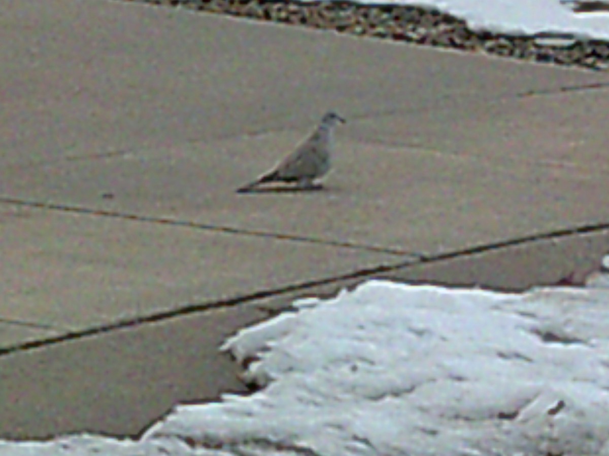 Eurasian Collared-Dove - ML613055168