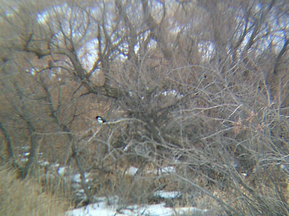 Black-billed Magpie - ML613055170