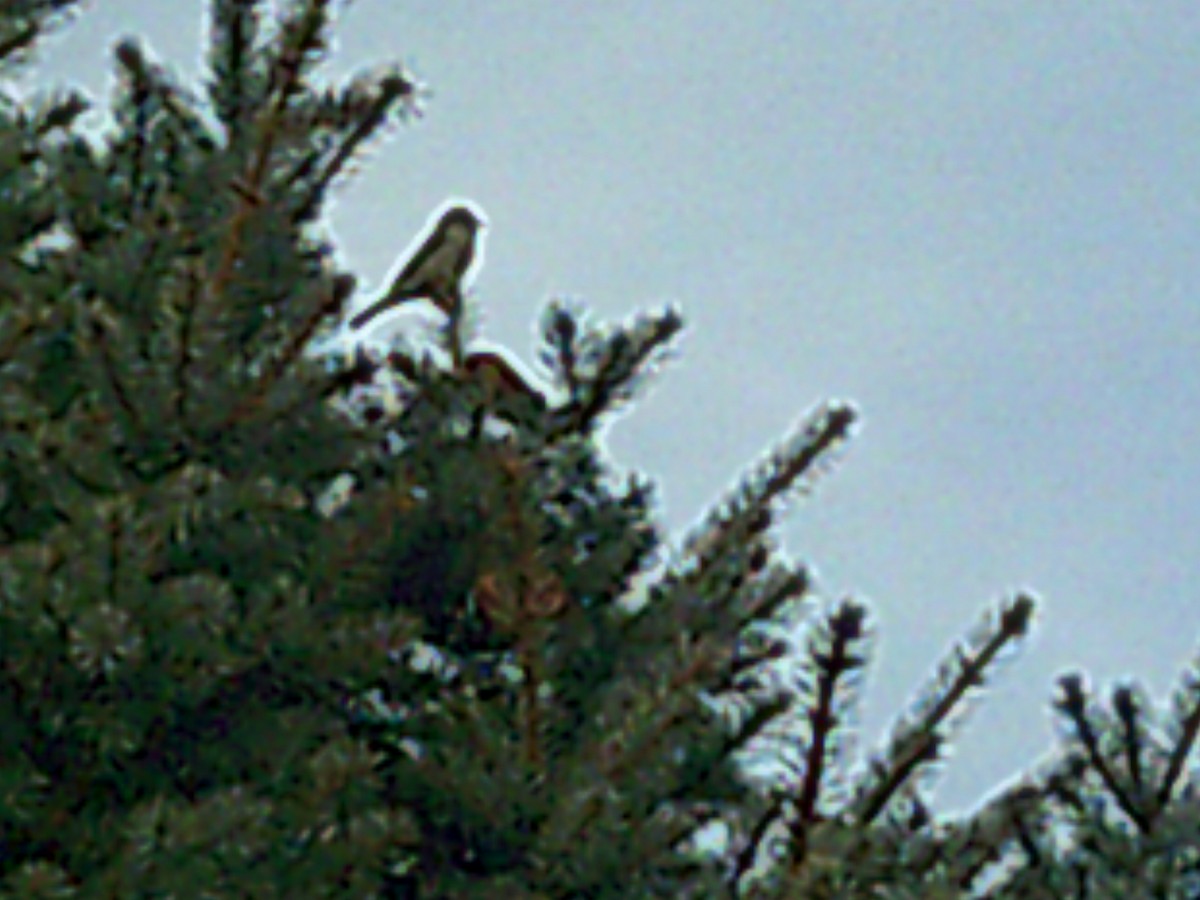 Dark-eyed Junco - ML613055173