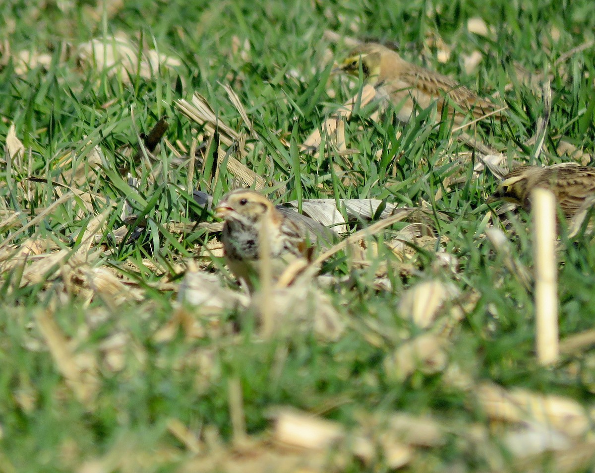 Lapland Longspur - ML613055195