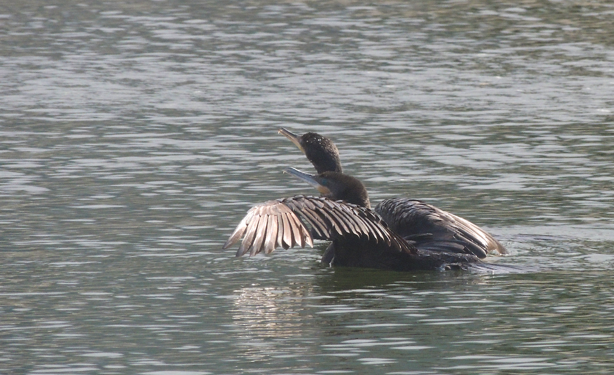 Neotropic Cormorant - ML613055262