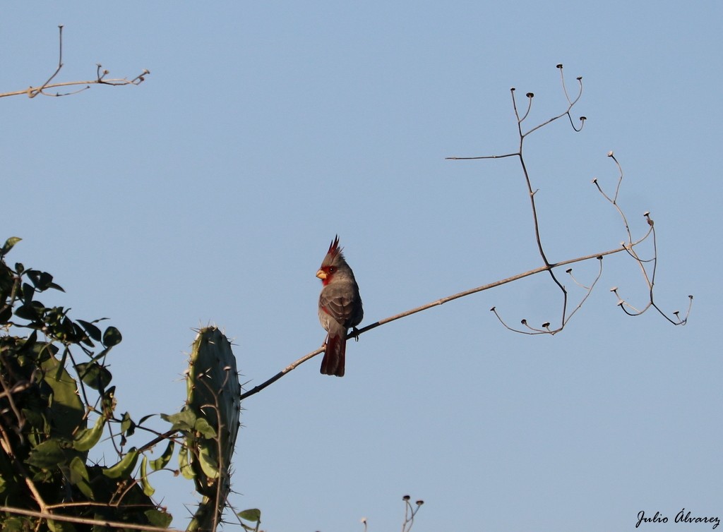 Cardinal pyrrhuloxia - ML613055283