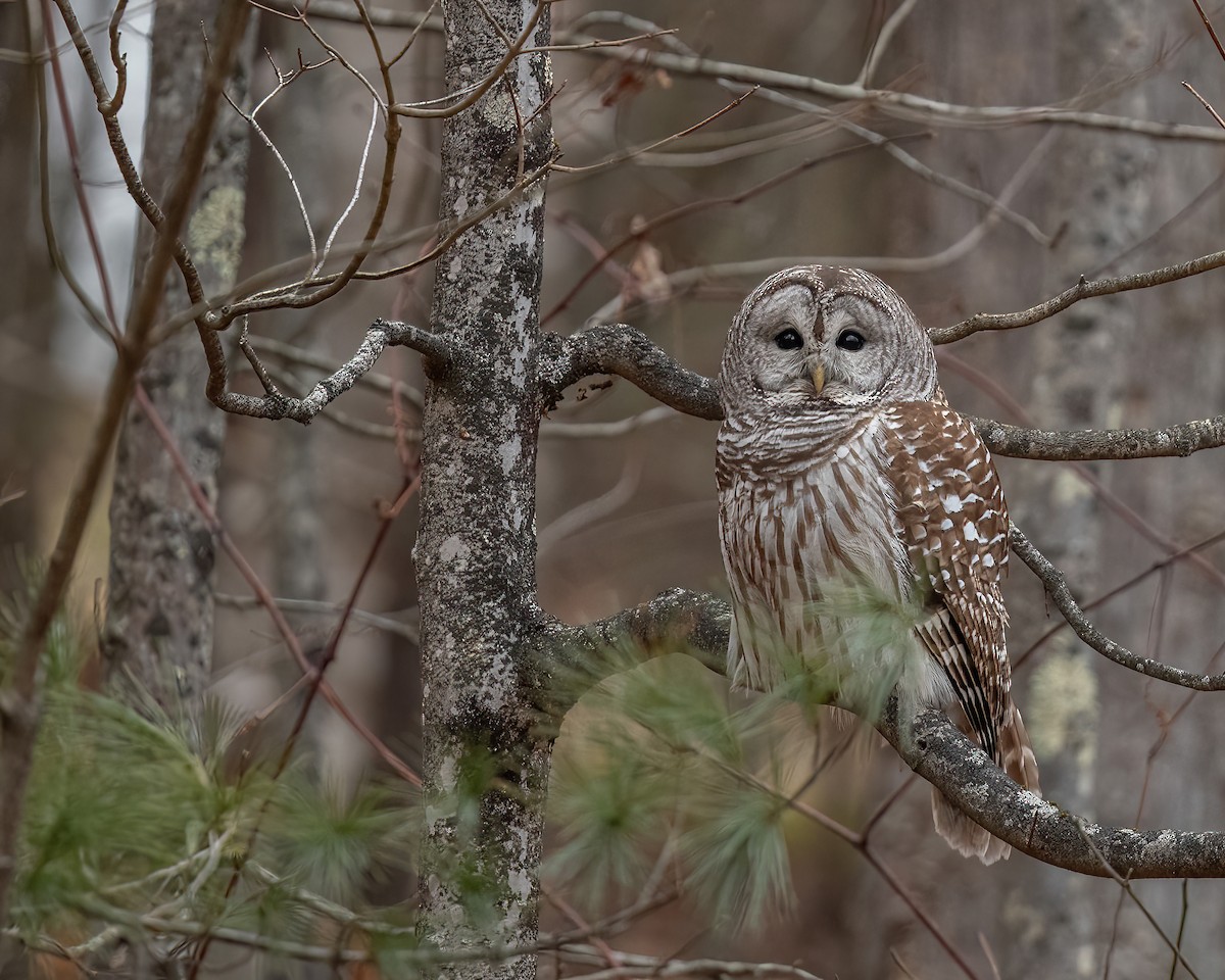 Barred Owl - ML613055334