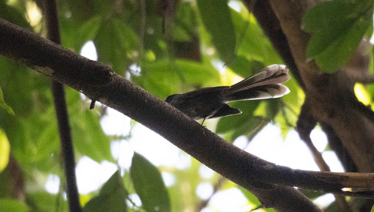 White-throated Fantail - ML613055340
