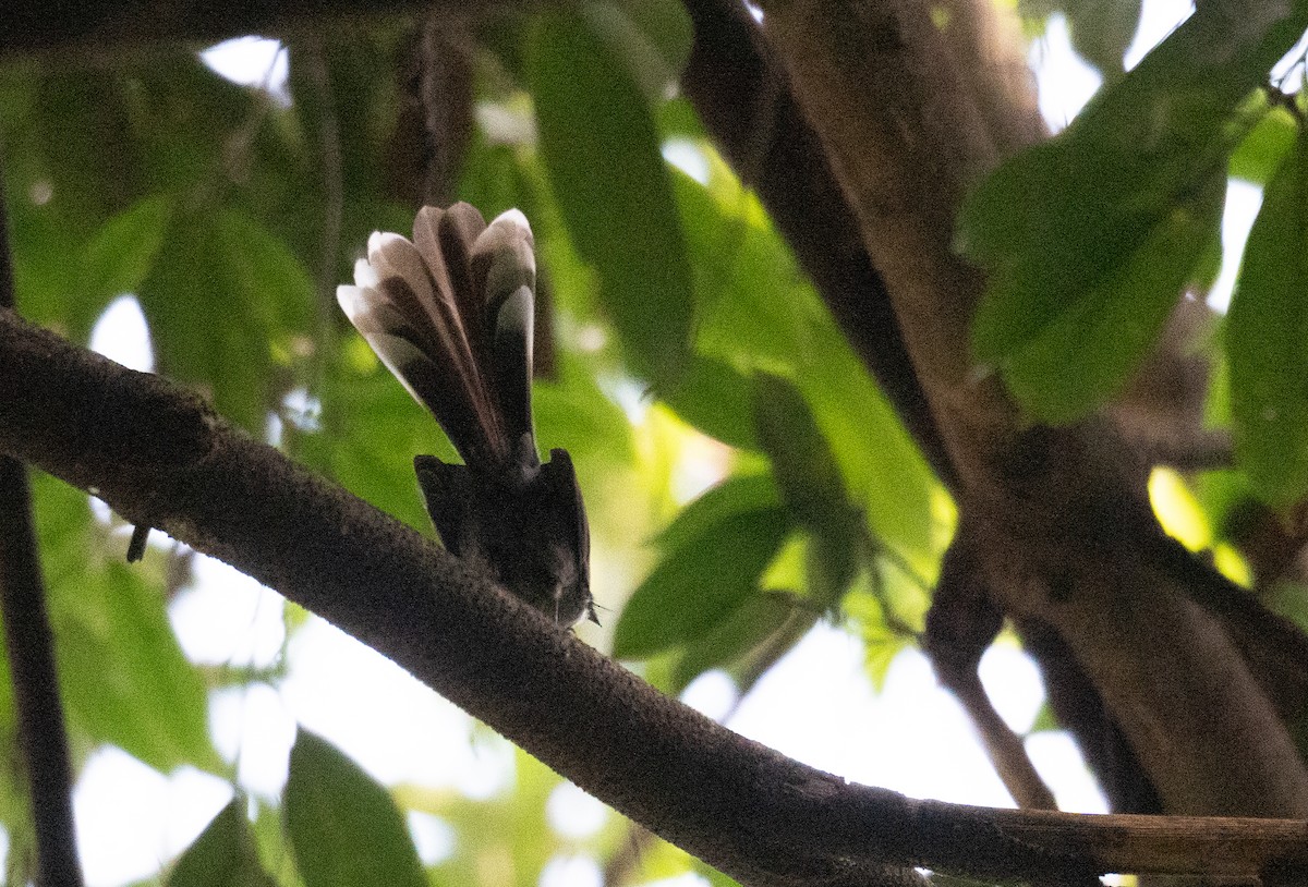 White-throated Fantail - ML613055341