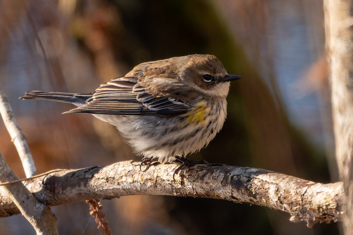 Yellow-rumped Warbler (Myrtle) - David Kidwell