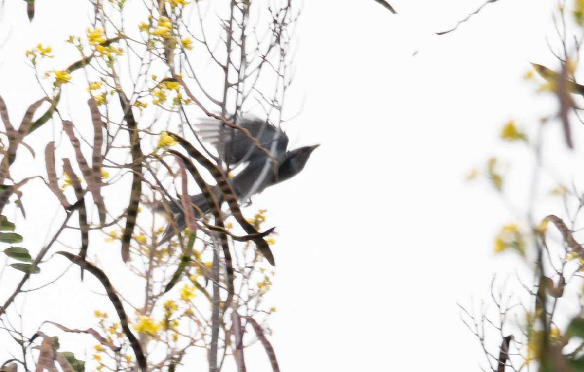 Ashy Drongo - ML613055362