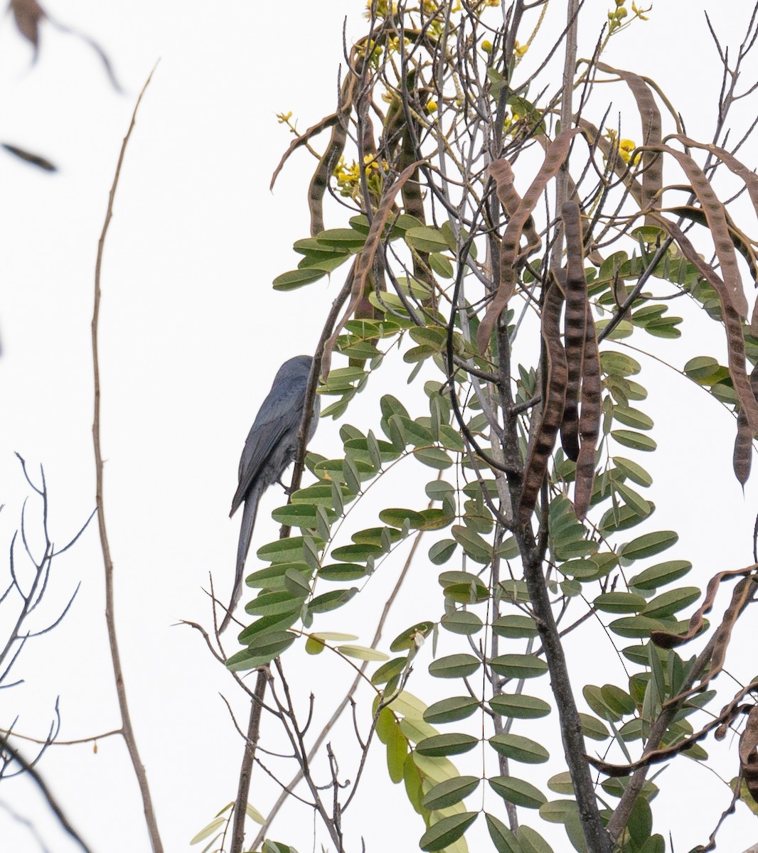 drongo kouřový - ML613055363