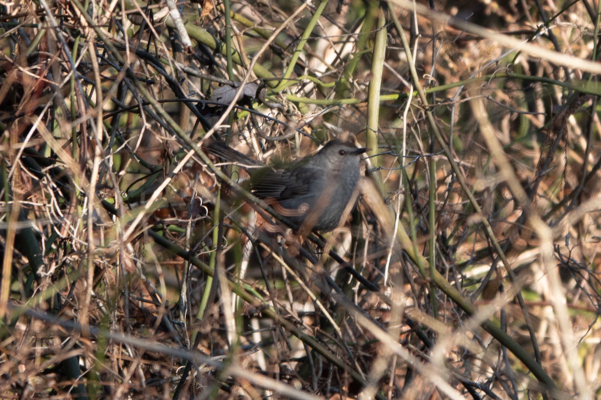 Pájaro Gato Gris - ML613055383