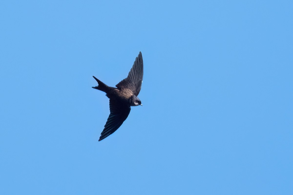 Black-capped Swallow - Adam Jackson