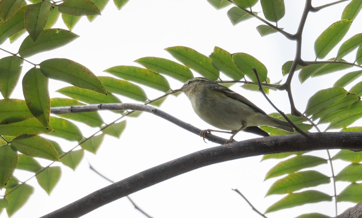 Yellow-browed Warbler - ML613055388