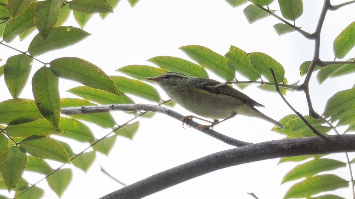 Yellow-browed Warbler - ML613055389