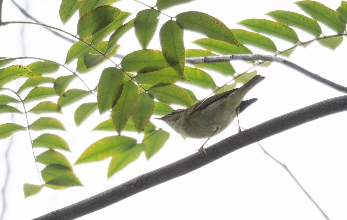 Yellow-browed Warbler - ML613055390