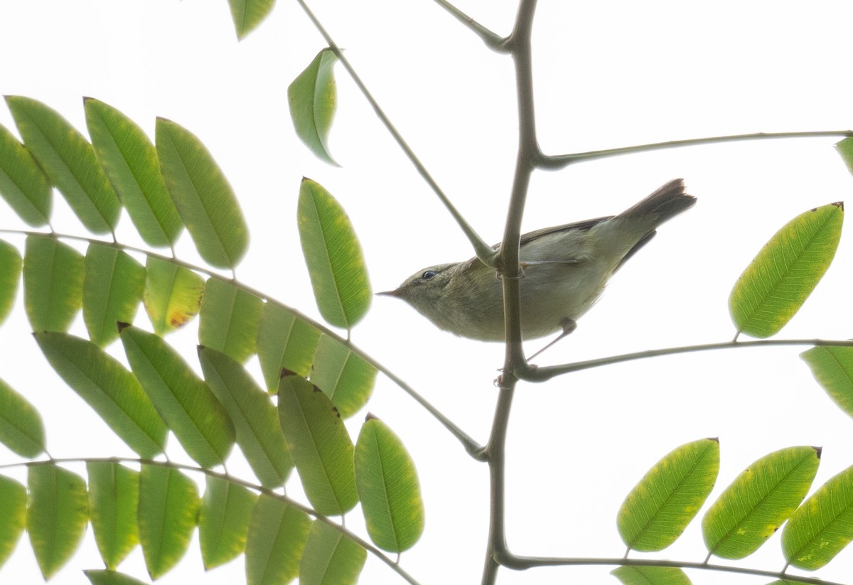 Yellow-browed Warbler - ML613055391