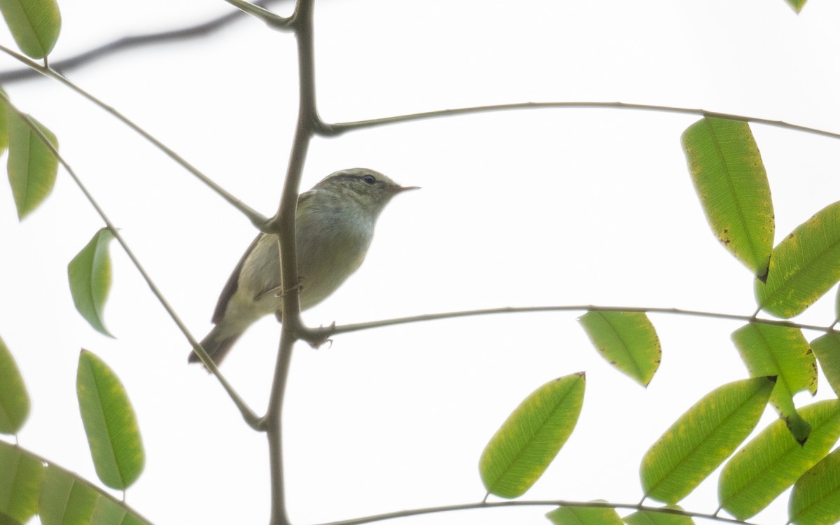 Yellow-browed Warbler - ML613055392