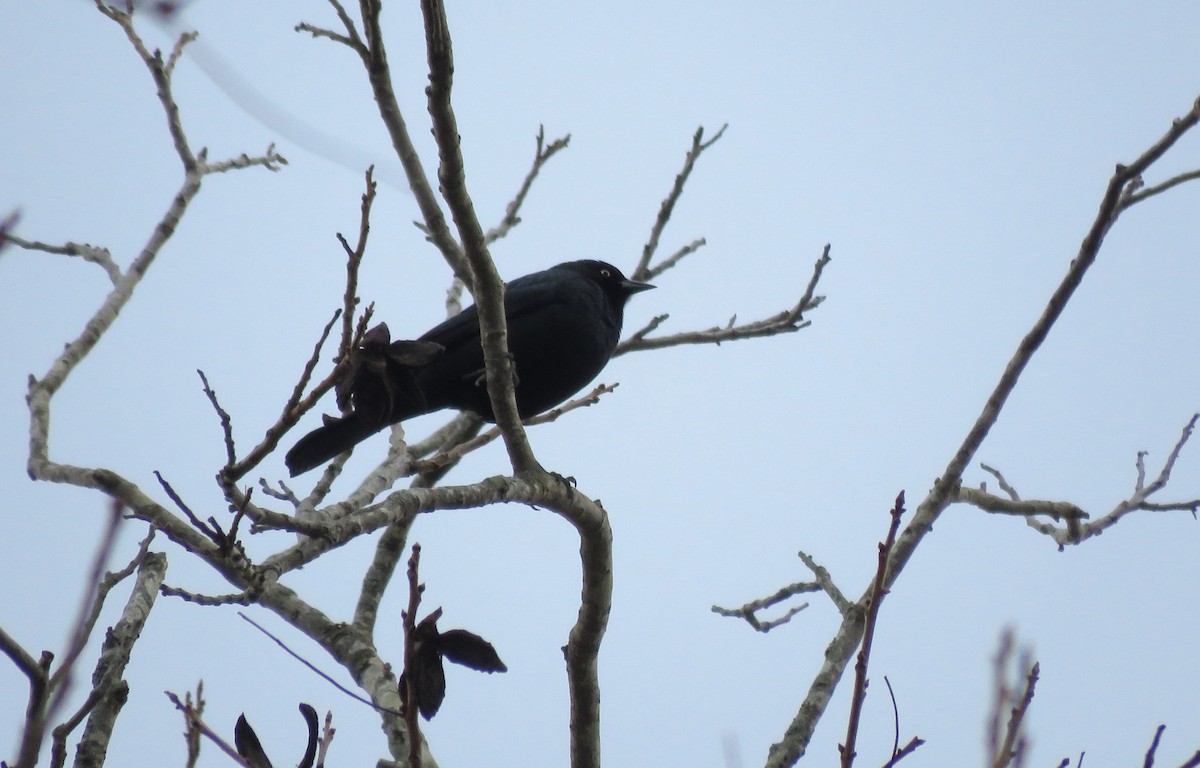 Brewer's Blackbird - ML613055409