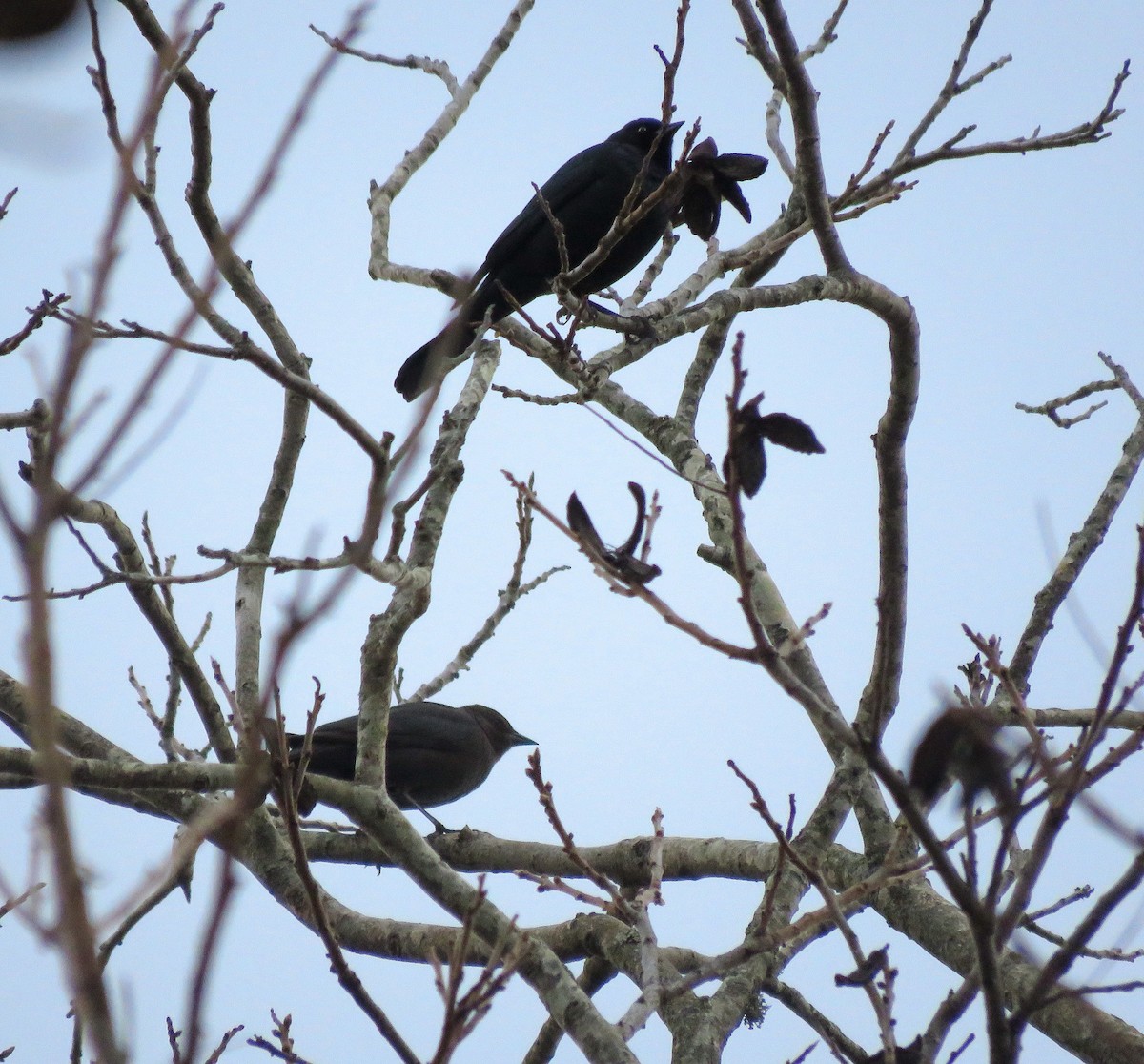 Brewer's Blackbird - ML613055416